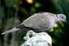 Turtle-Dove