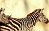 Zebras' duet