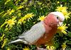 Bird (male Cockatoo-Rosalbin called 'Napoleon')