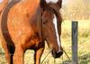 Horse (mare called 'Nouvelle-Verte')
