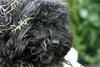 Dog (male)