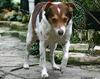 Dog (female called 'Dolly')