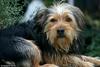 Dog (male)