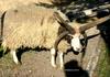 4 horns Ram