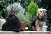 Dogs' duet ('Othello' & 'Obelix')