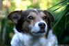 Dog ('Dolly')