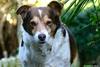 Dog ('Dolly')