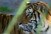 Siberian Tiger ('Ma??ka')