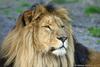 Lion ('Hercule')