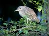 [Daily Photo CD03] Black-Crowned Night Heron (juvenile)