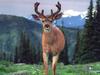 [Daily Photo CD03] Black-tailed Deer