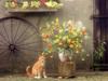 [Daily Photo CD03] Country Kitty