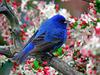 [Daily Photo CD03] Male Indigo Bunting