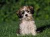 [Daily Photo CD03] Mr. Curiosity (Puppy)
