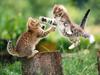 [Daily Photo CD03] Playtime for Kittens