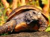 [Daily Photo CD03] Red-footed Tortoise