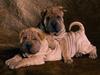 [Daily Photo CD03] Shar-Pei Dogs