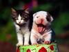 [Daily Photo CD03] Two in the Tin (Kitten & Puppy)