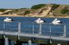 paused Australian pelicans