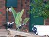 Australian magpie wars