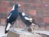 bully boys (Australian Magpies)