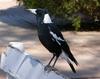 mobster Australian magpie