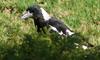 Australian magpie seeks