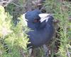 help me.... (Australian Magpie)