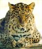 중국표범(north chinese leopard)