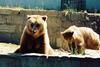 bear