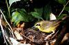 Kentucky Warbler (Oporornis formosus)