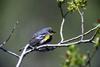 Yellow-rumped Warbler (Dendroica coronata)