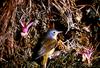 Nashville Warbler (Vermivora ruficapilla)