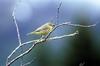 Orange-crowned Warbler (Vermivora celata)