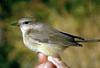 Orange-crowned Warbler (Vermivora celata)