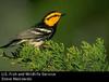 Golden-cheeked Warbler (Dendroica chrysoparia)