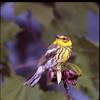 Cape May Warbler (Dendroica tigrina)