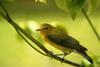 Prothonotary Warbler (Protonotaria citrea)