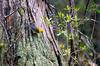 Prothonotary Warbler (Protonotaria citrea)