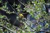 Wilson's Warbler (Wilsonia pusilla)