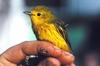 Yellow Warbler (Dendroica petechia)