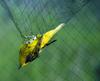 Yellow Warbler (Dendroica petechia)