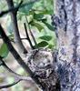 Yellow Warbler eggs (Dendroica petechia)