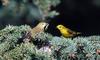 Yellow Warbler pair (Dendroica petechia)