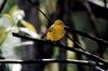 Yellow Warbler (Dendroica petechia)