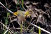 Yellow Warbler (Dendroica petechia)