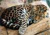 중국표범(north chinese leopard)