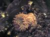 Christmas Sea Anemone