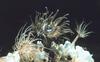 Sea Anemone (Aiptasia sp.)