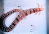 Sea Cucumber (Euapta godeffroyi)